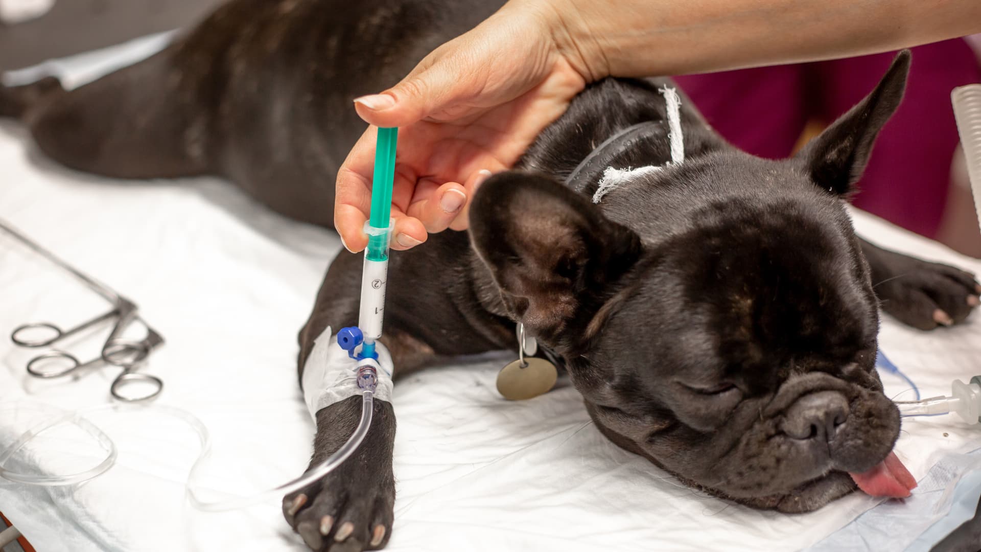 small dog receiving anesthesia during pet general surgery