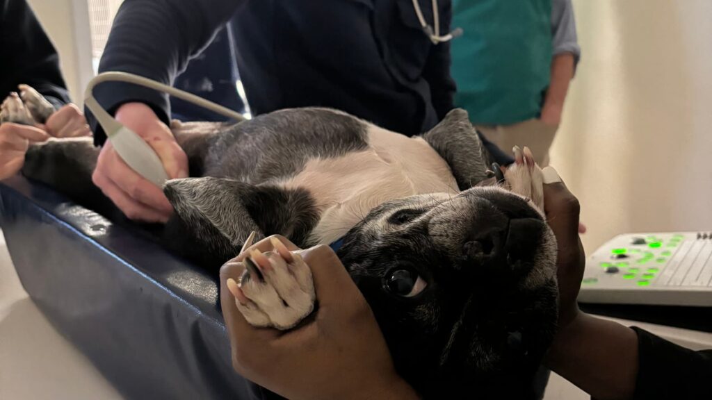 dog laying on its back while reciving a pet ultrasound from dr reed