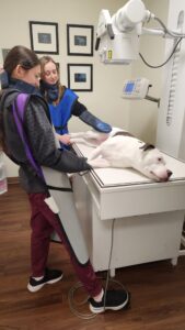 large dog on table being prepped for pet radiology by medical staff