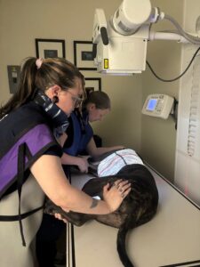 medical staff wearing ppe prepping cat for pet x-ray