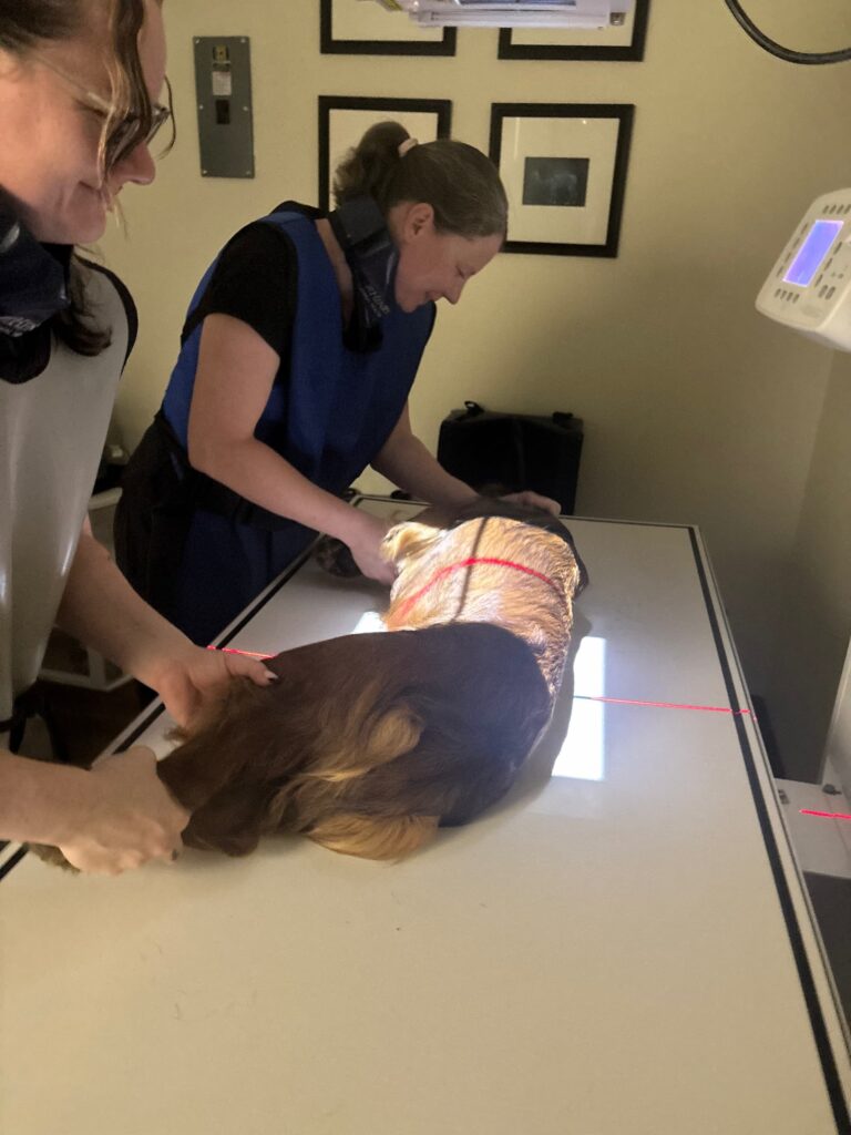 prepping cat for pet x-ray